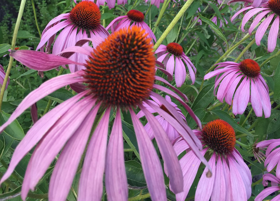 Roter Sonnenhut, Echinacea